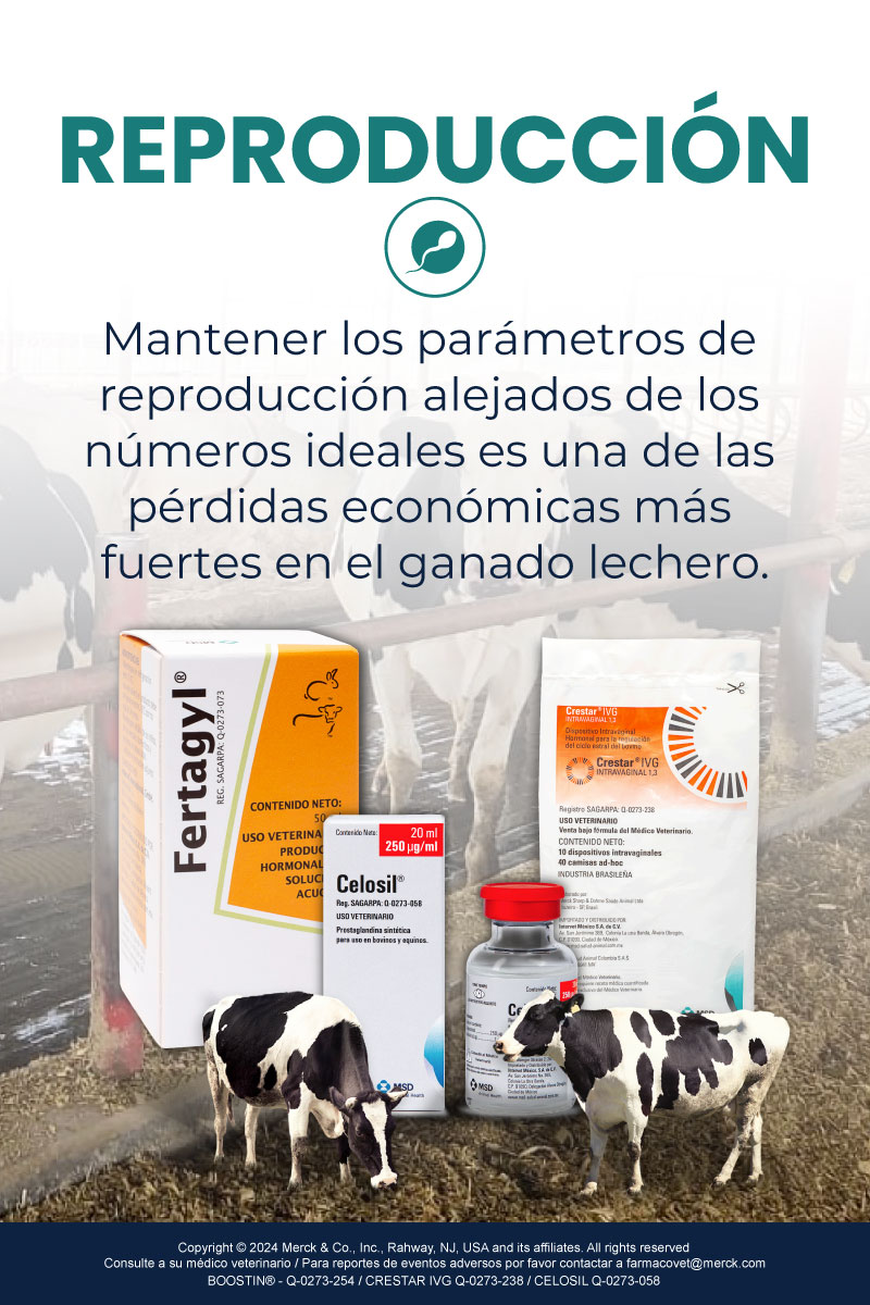 Reproducción maxileche mobile