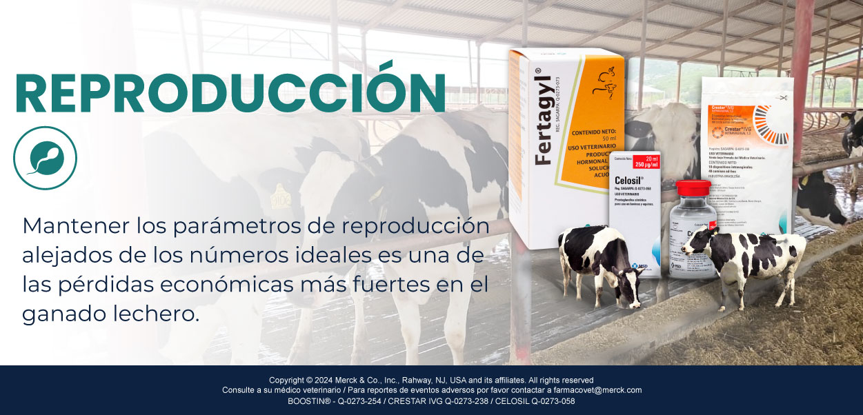 REPRODUCCIÓN DE VACA LECHERA
