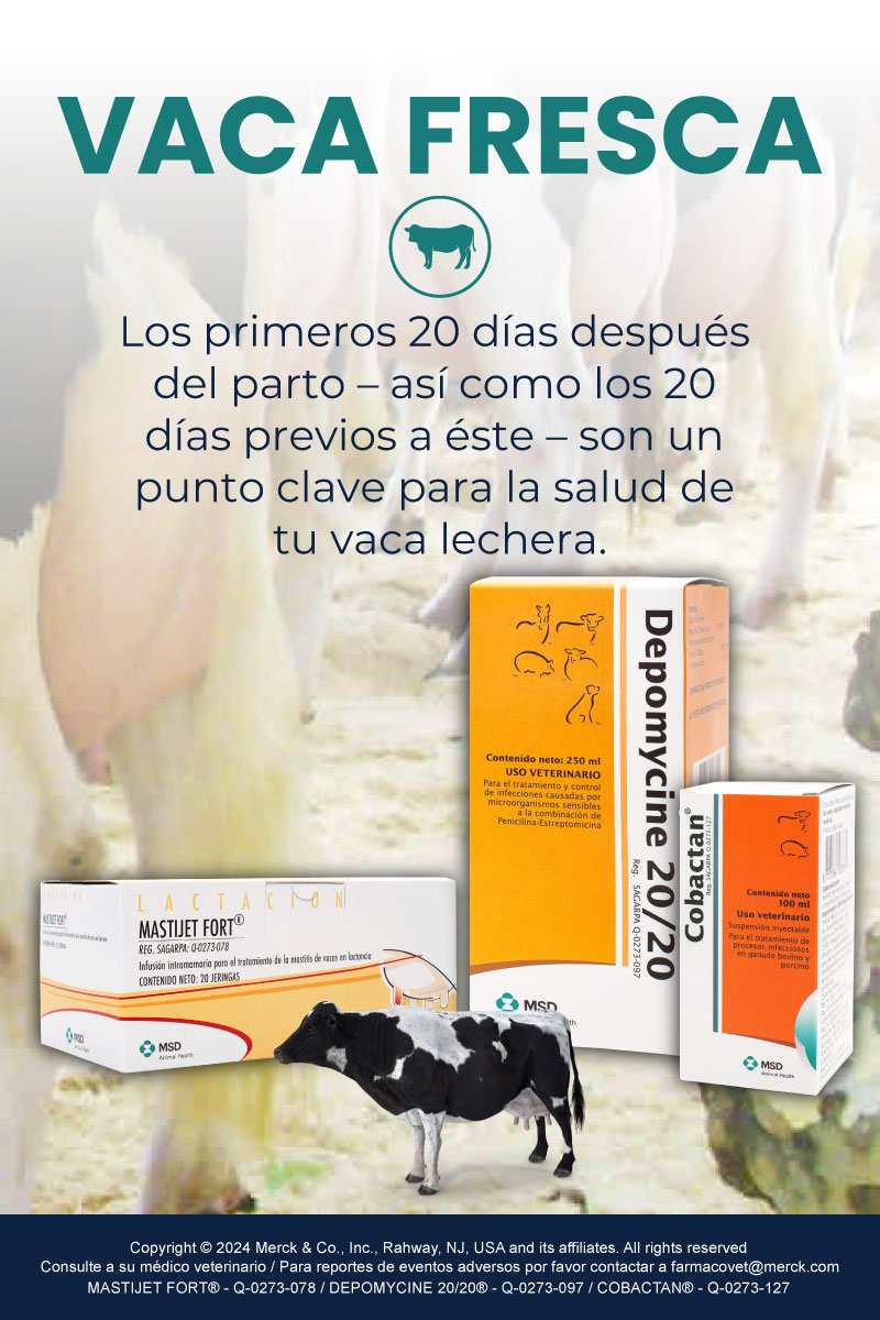 vaca fresca maxileche mobile