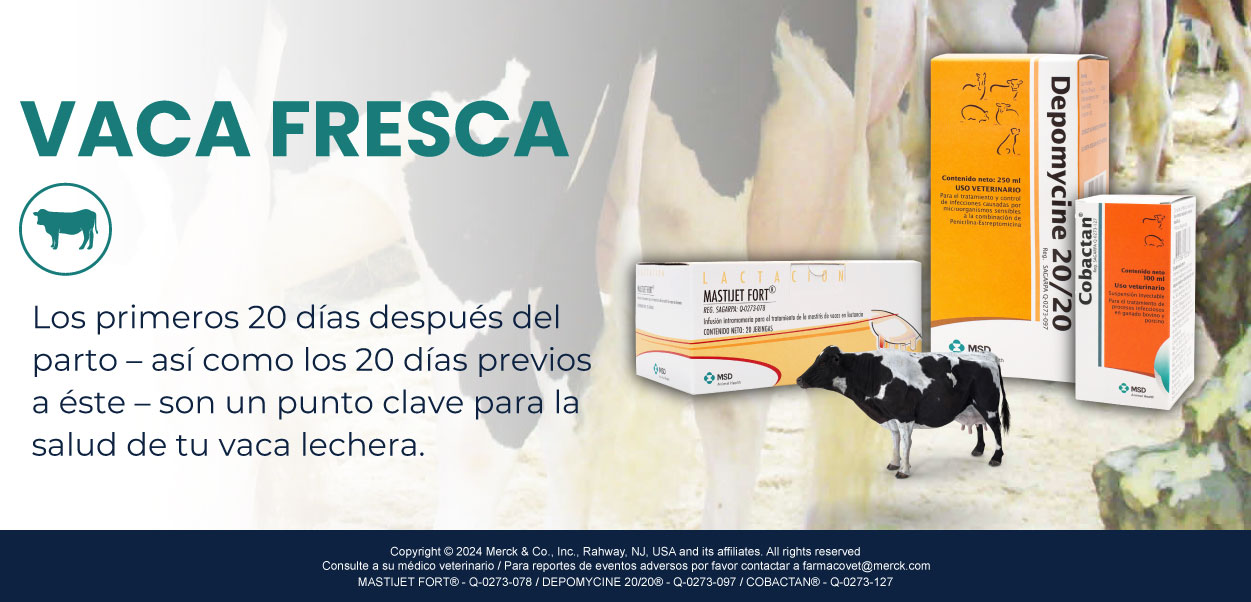 VACA FRESCA