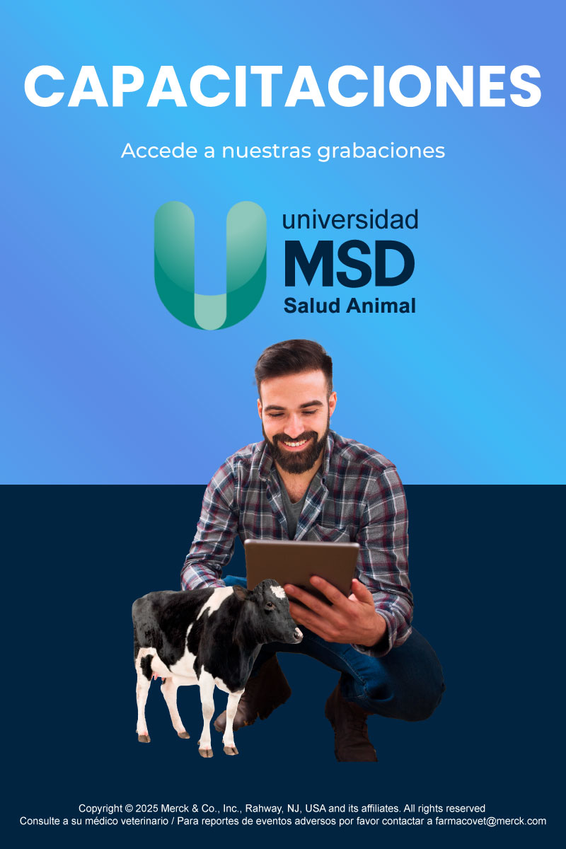 Capacitaciones en Macileche_mobile