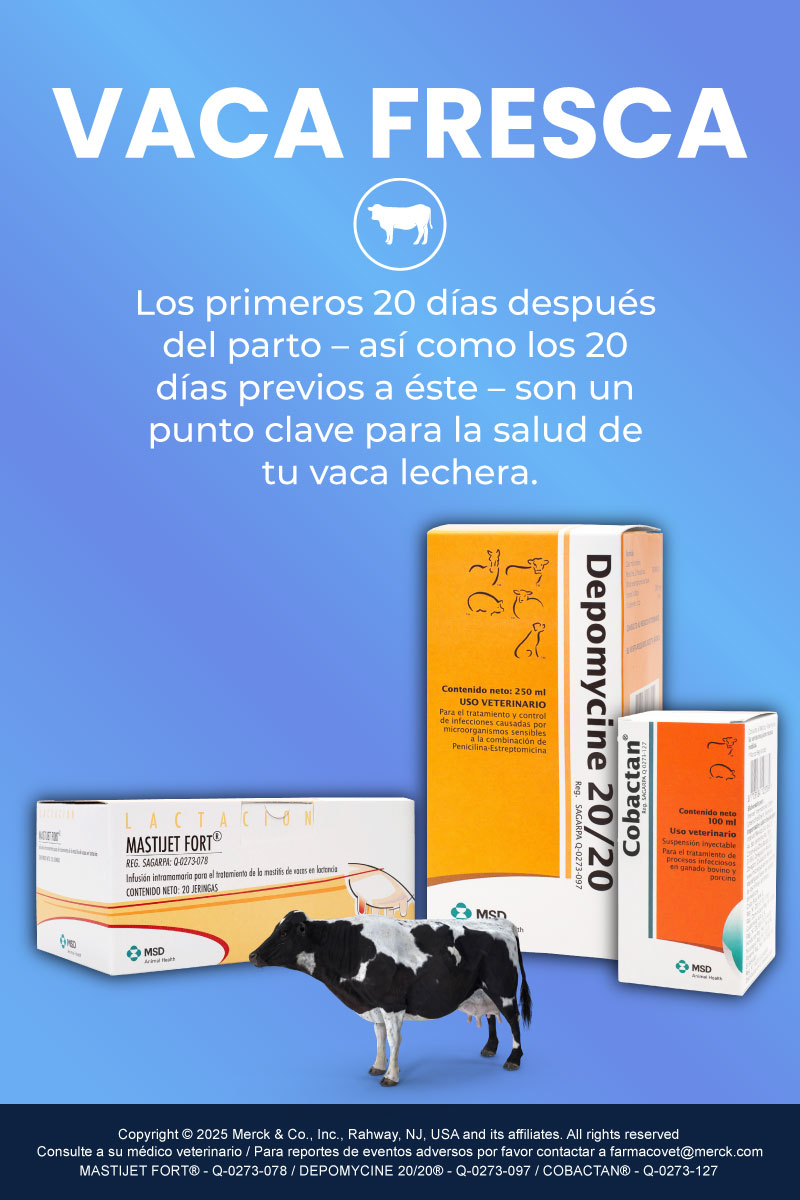 vaca fresca maxileche mobile